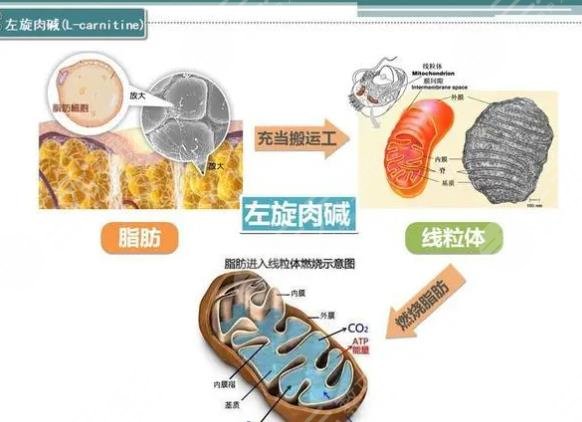 左旋肉堿