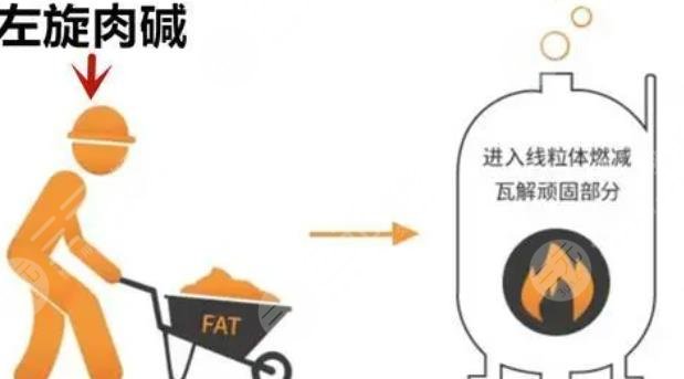 左旋肉堿