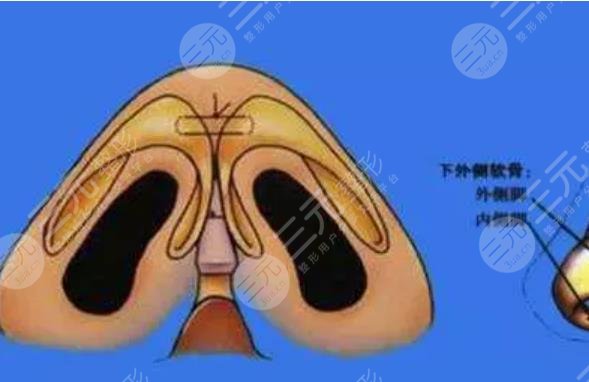 鼻頭