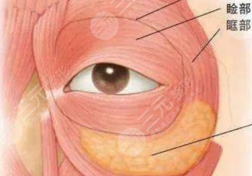 腫眼泡抽脂多少錢？