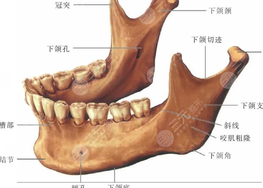 下頜角