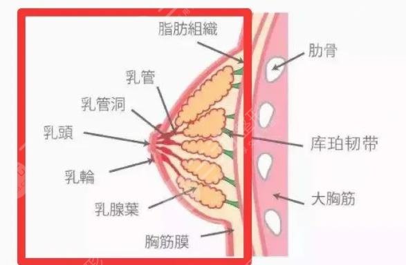 縮胸